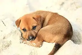 Image 52A little mongrel puppy on the shore, on Halong Bay (from Puppy)