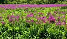Lythrum salicaria