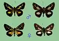 P. toshikoae  male and female