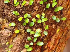 Pyrrosia piloselloides&nbsp;[id], dragon's scale, in Malaysia