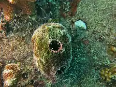 Pyura sp.