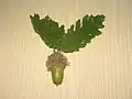 Quercus cerris