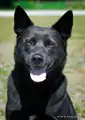 Smoky Blue Kelpie