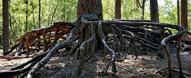 Roots of an old pine in Ystad (2020)