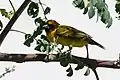 male, Oman