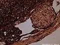 Cross-section of rabbit spinal cord.