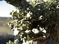 Ramalina fastigiata