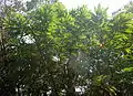 Foliage