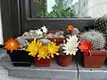 Minicollection on the window.