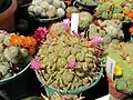 Great clusters of old plants. Rebutia perplexa.