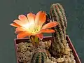 Rebutia torquata with radial spines. Mediolobivia.