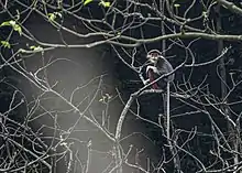 Red-shanked duocs (James Hunt)
