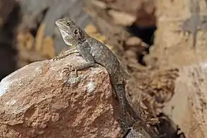 female moulting, Gambia