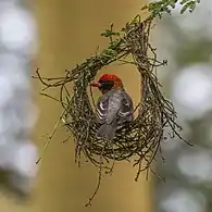male A. r. leuconotus building nestSoysambu Conservancy, Kenya