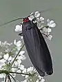 Adult feeding