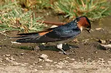 Collecting mud for nest construction (Parli, Maharashtra, India)