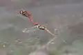 The pair stay in tandem for egg laying