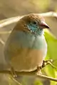 Niagara Falls Aviary, Canada
