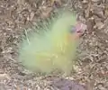 Chick at 1 day old