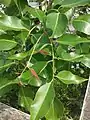 Pterocarpus santalinus (red sandal) leaves. Kerala, India