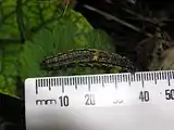 Size approx 36–37&nbsp;mm long