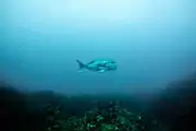 Wild madai in the waters near Yamagata, Japan