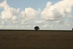 A clouded sky over a yellow wheat field with one tree in the center