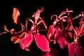 Renanthera imschootiana