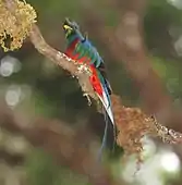 Male at Savegre in Costa Rica