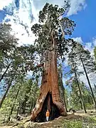 Resurrection Tree (June 2022)