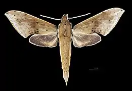 R. c. formosana, dorsal view