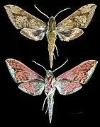 Rhagastis lunata