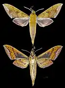 Rhagastis olivacea
