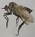 Rhamphomyia sulcata specimen North Wales long 6–8&nbsp;mm.