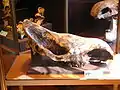 The skull of a pre-historic rhinoceros that lived in Serbia
