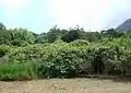 Large stand growing in the open.