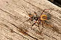 Rhynocoris annulatus