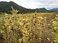 ripe plants (autumn)