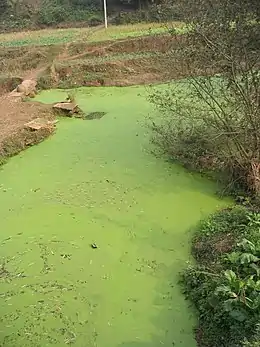 example of algal bloom