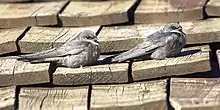 A pair of rock martins on a rooftop