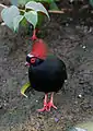 Male at Toronto Zoo, Canada