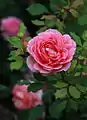 'Jubilee Celebration'