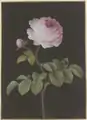 Rosa Rose (Rosa) mit einem braunen Käfer