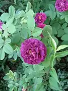 'Tuscany Superb'