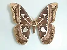 Rothschildia maurus