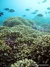 Hydnophora rigida corals in PIPA
