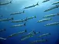 Chevron barracuda