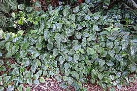 Typical growth habit, creeping dense mat