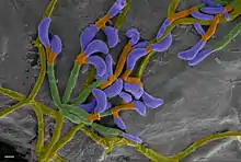 The image depicts a microscopic view of P. destructans