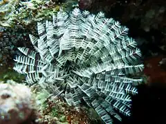 Sabellastarte sp.